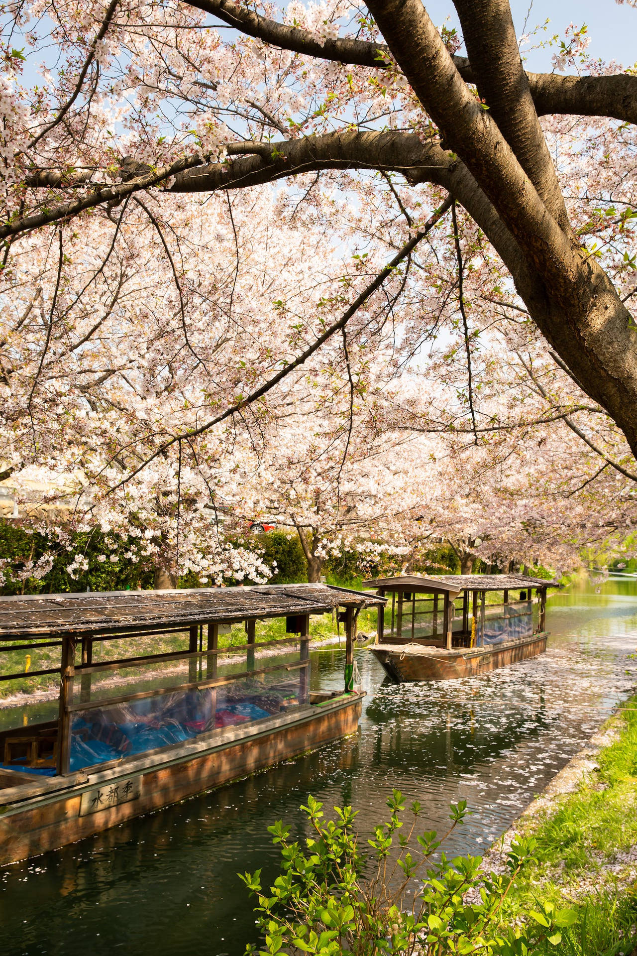 Spectacular Japanese Sakura Over Canal