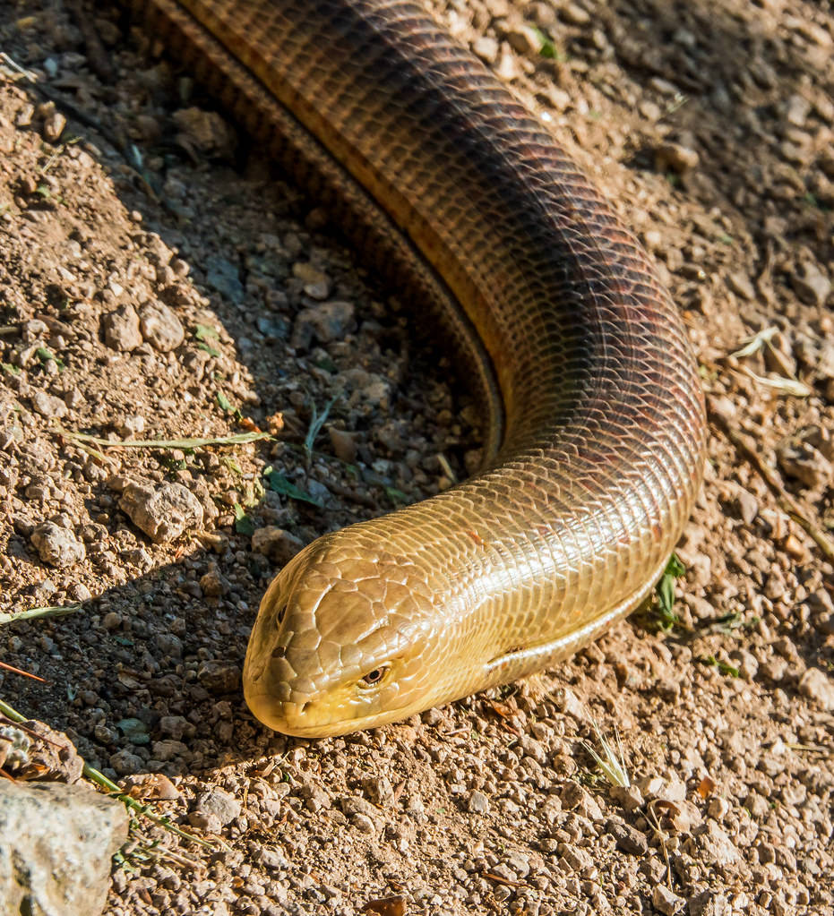 Spectacular Male Glass Lizard On Dry Soil Background