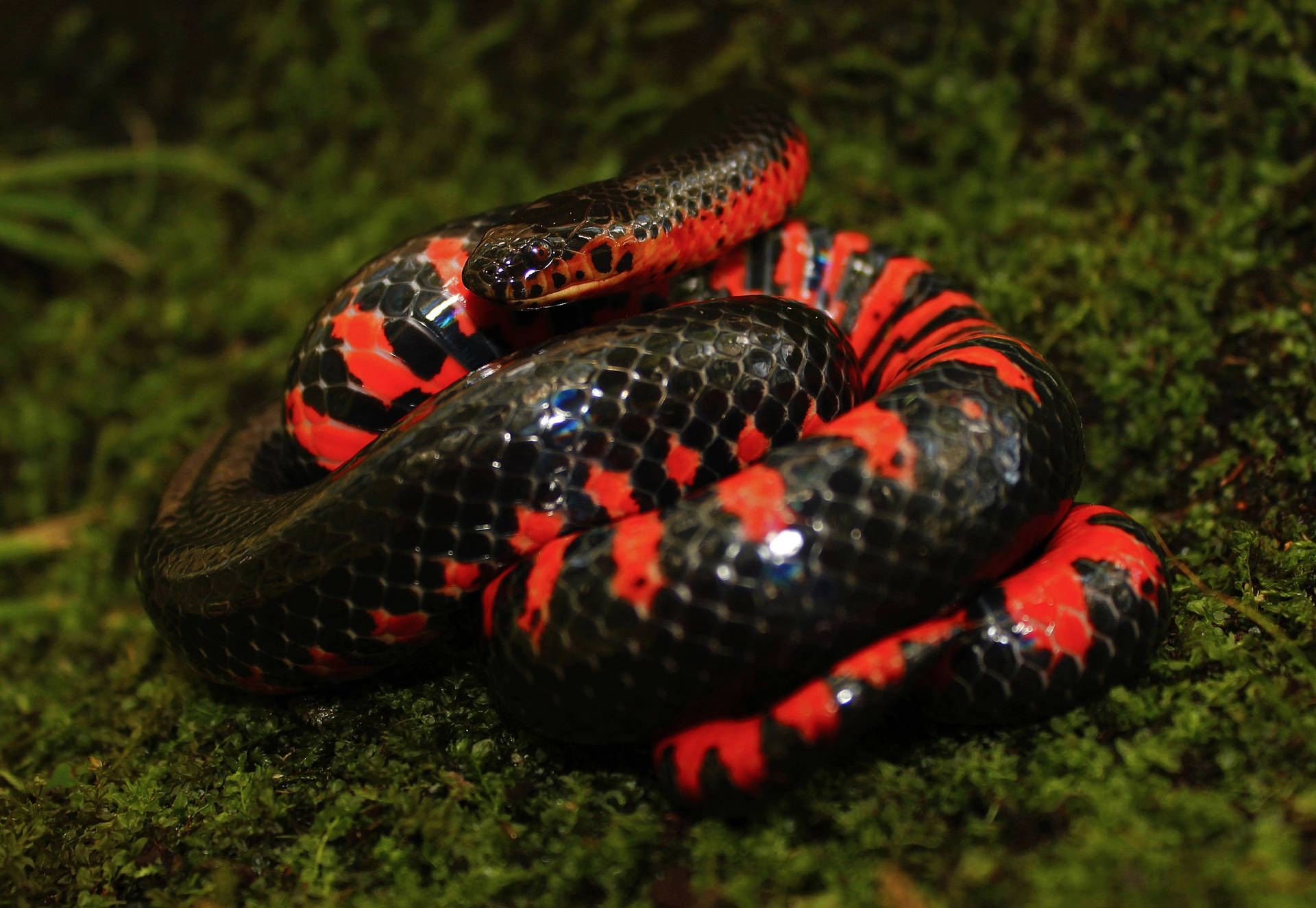 Spectacular Mud Snake Displaying Vibrant Red And Black Scales Background