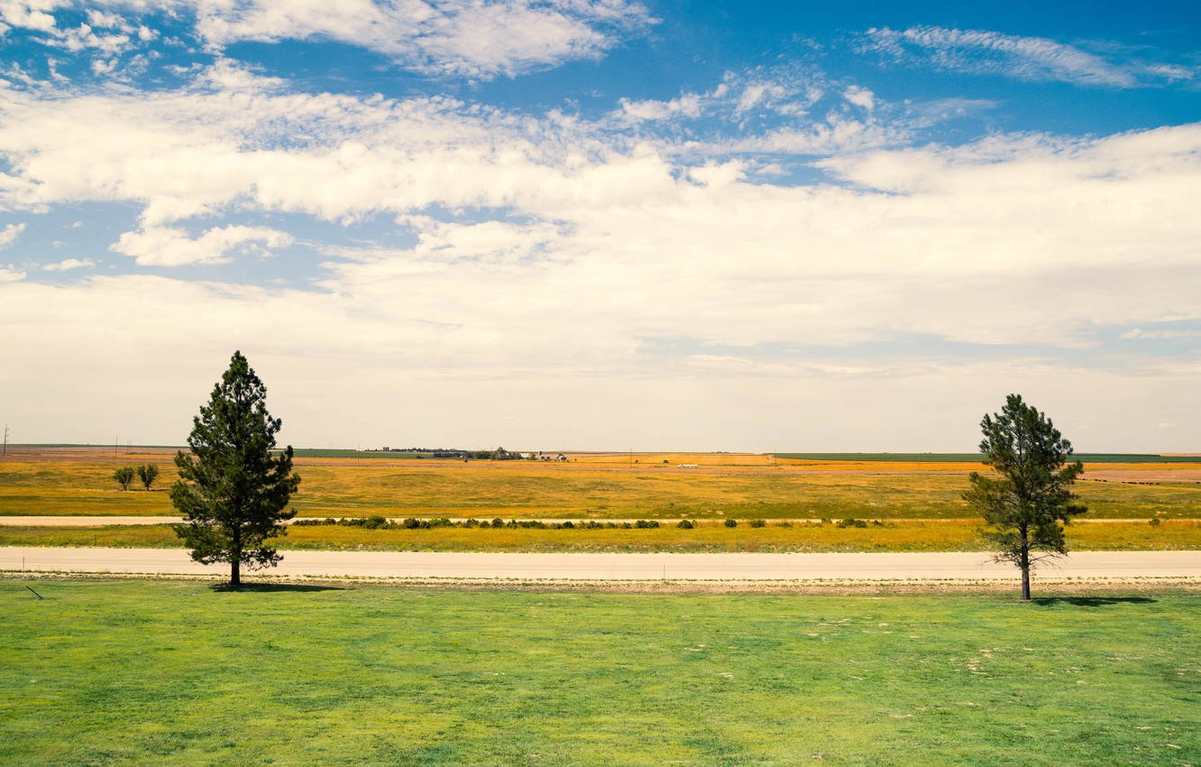 Spectacular Pine Trees Across Kansas Countryside Background