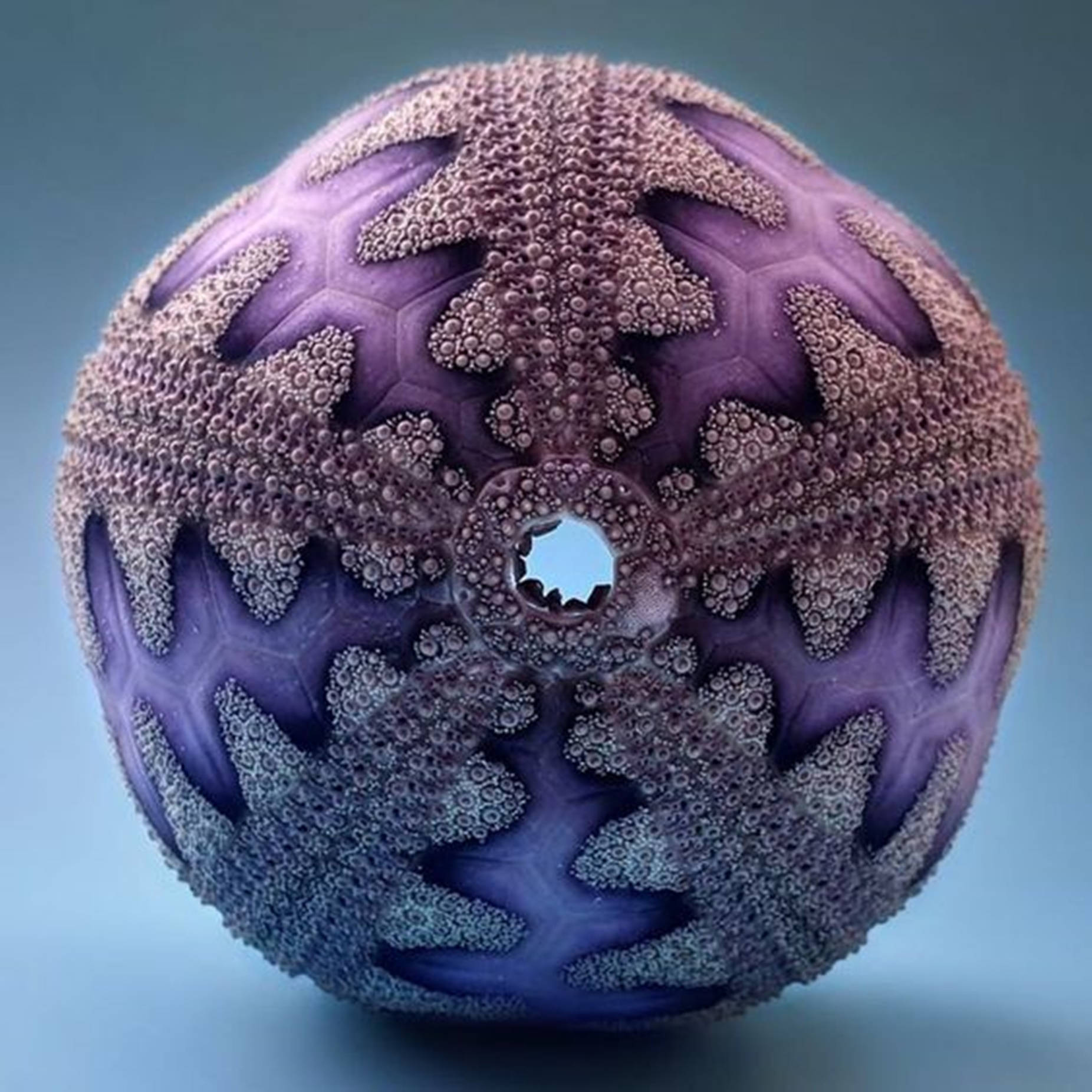 Spectacular Purple Sea Urchin Shell Background