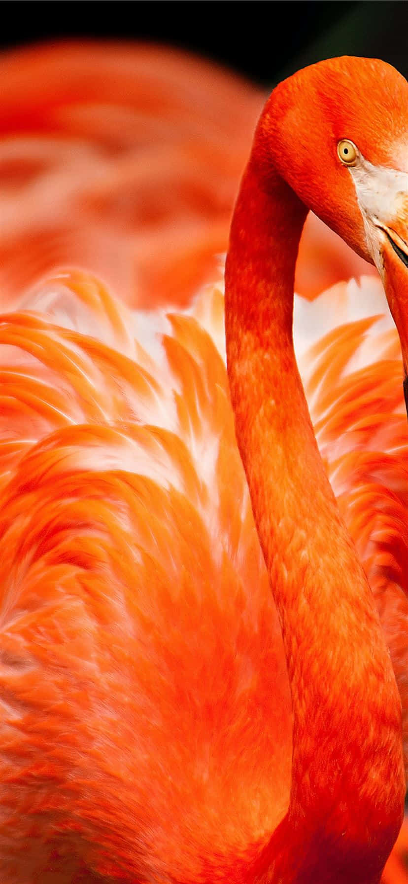 Spend Time In Paradise With This Unique Photography Of A Flamingo In The Day Background