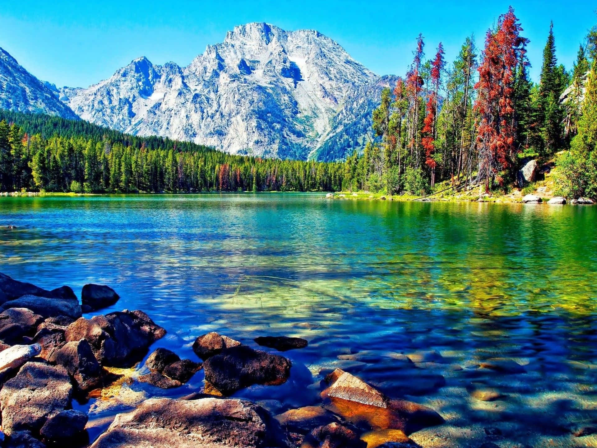 Spend Your Day Immersed In Nature And Beauty. Background