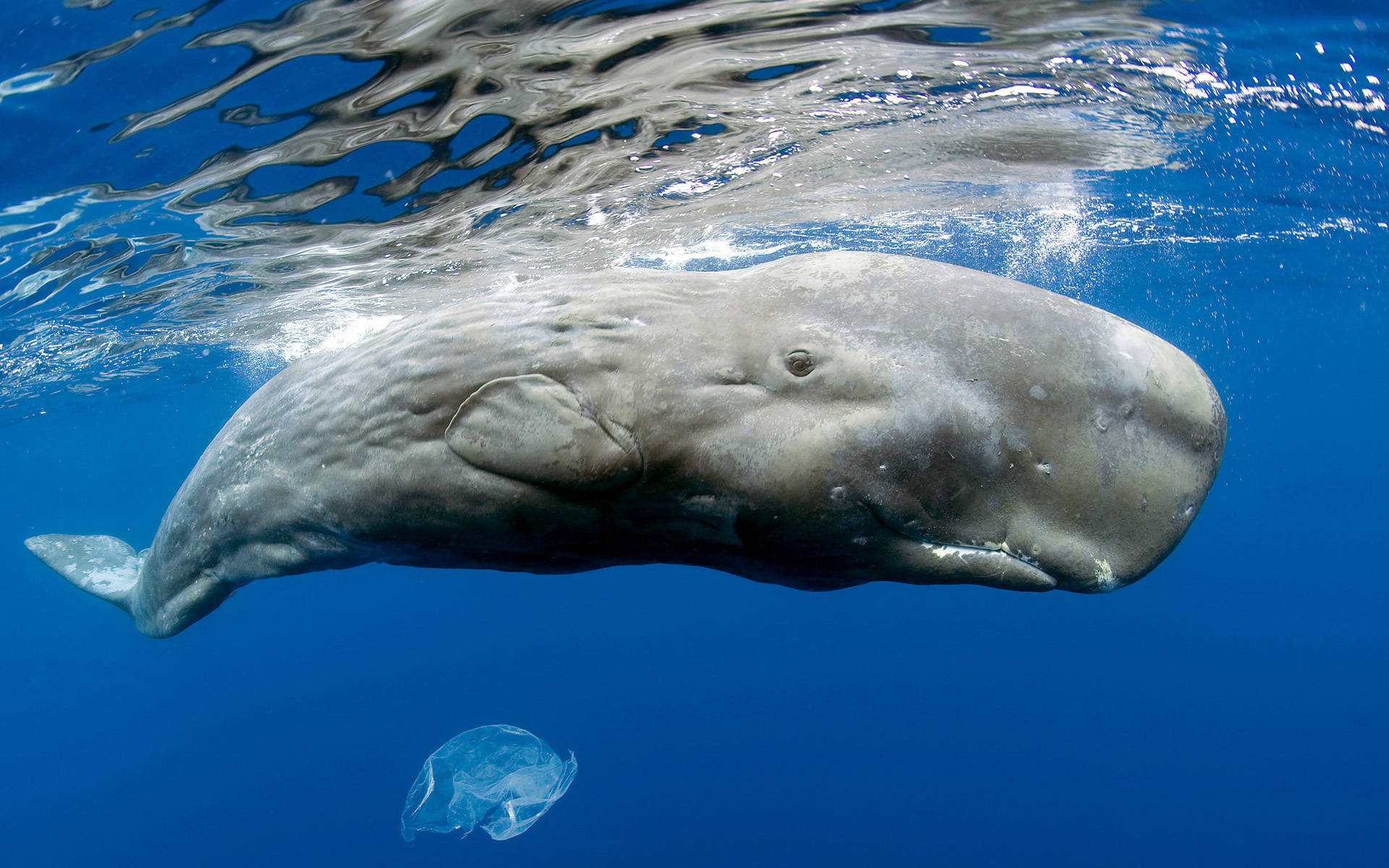 Sperm Whale Underwater Background