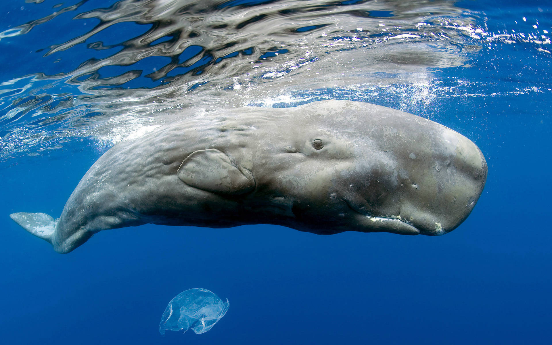 Sperm Whale Underwater