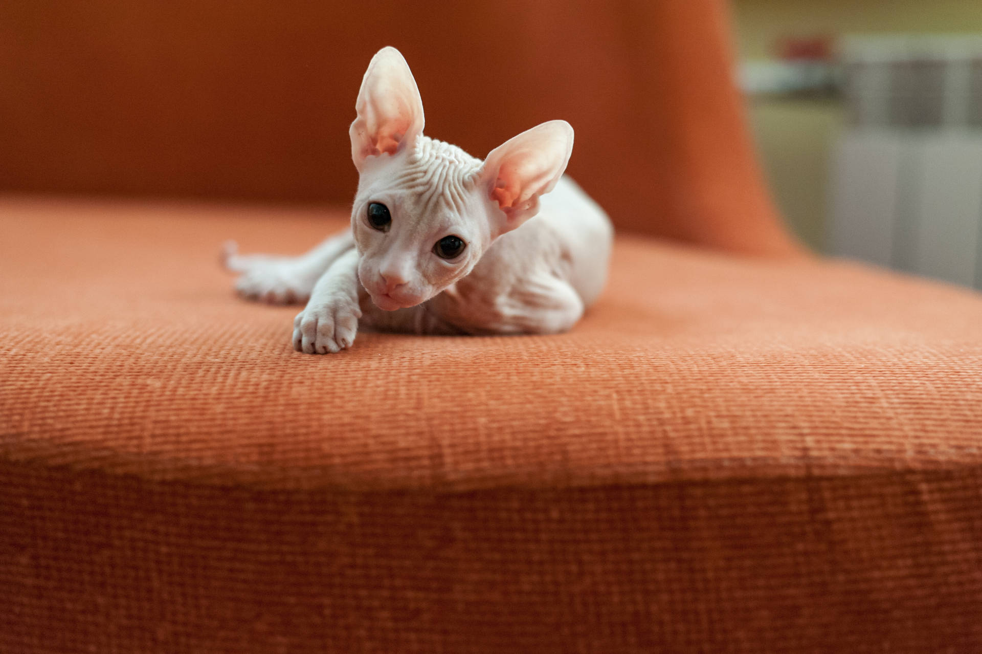 Sphynx Kitten On Orange Couch