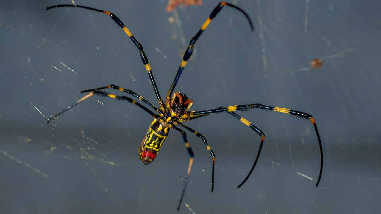 Spider Black And Yellow Legs Background