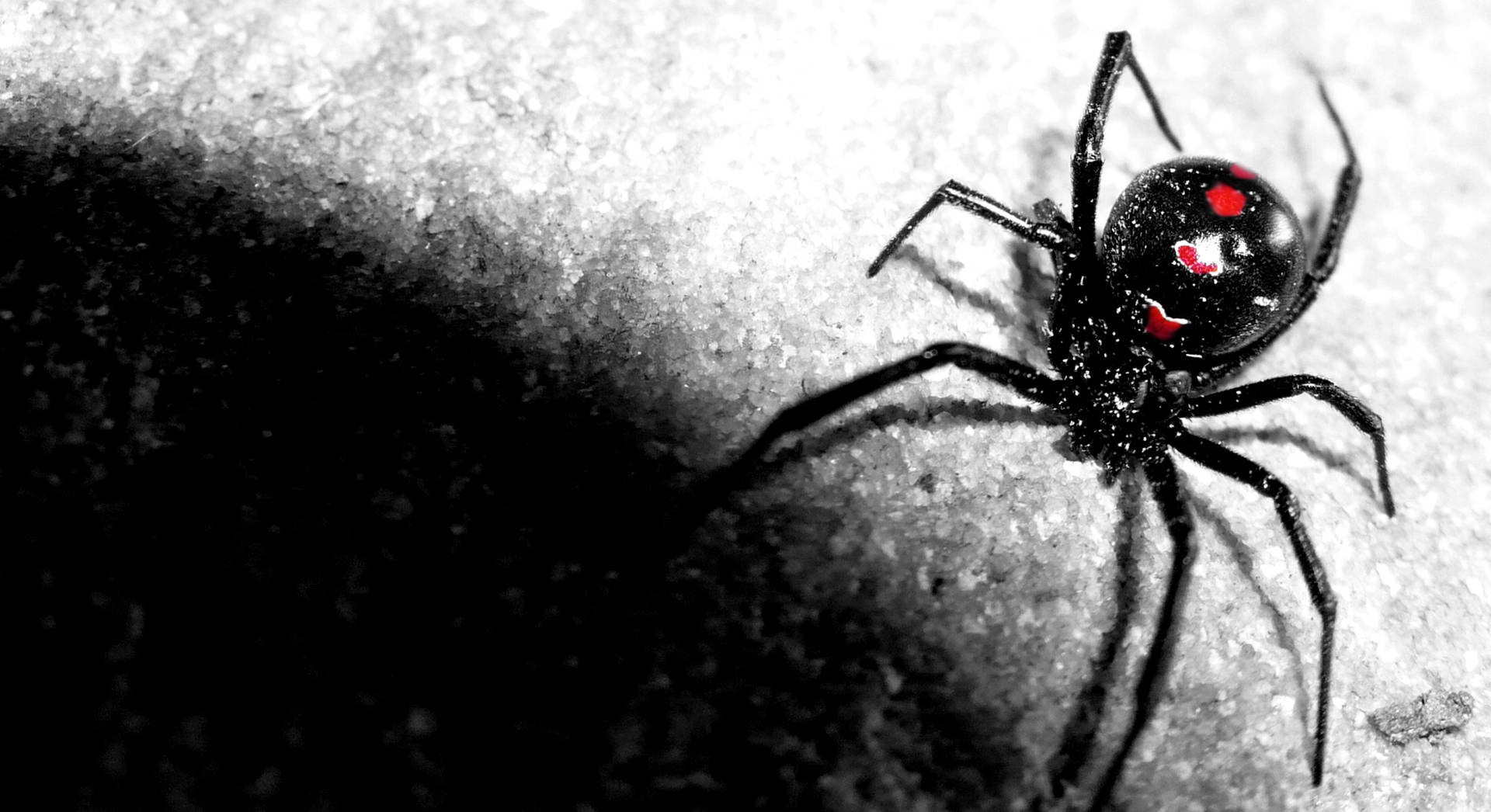 Spider Black Widow Background