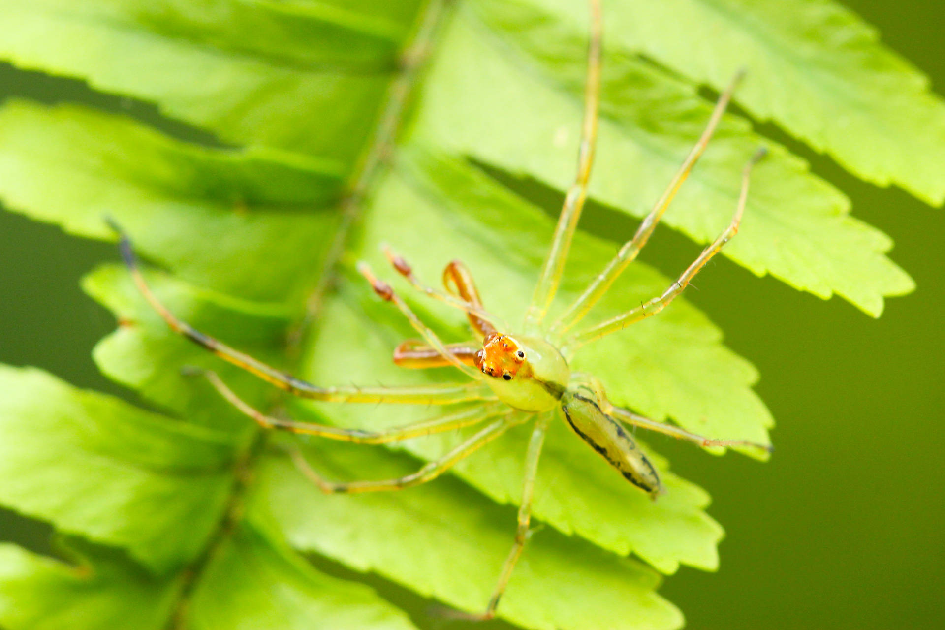 Spider Camouflaging On Green Leaf Background