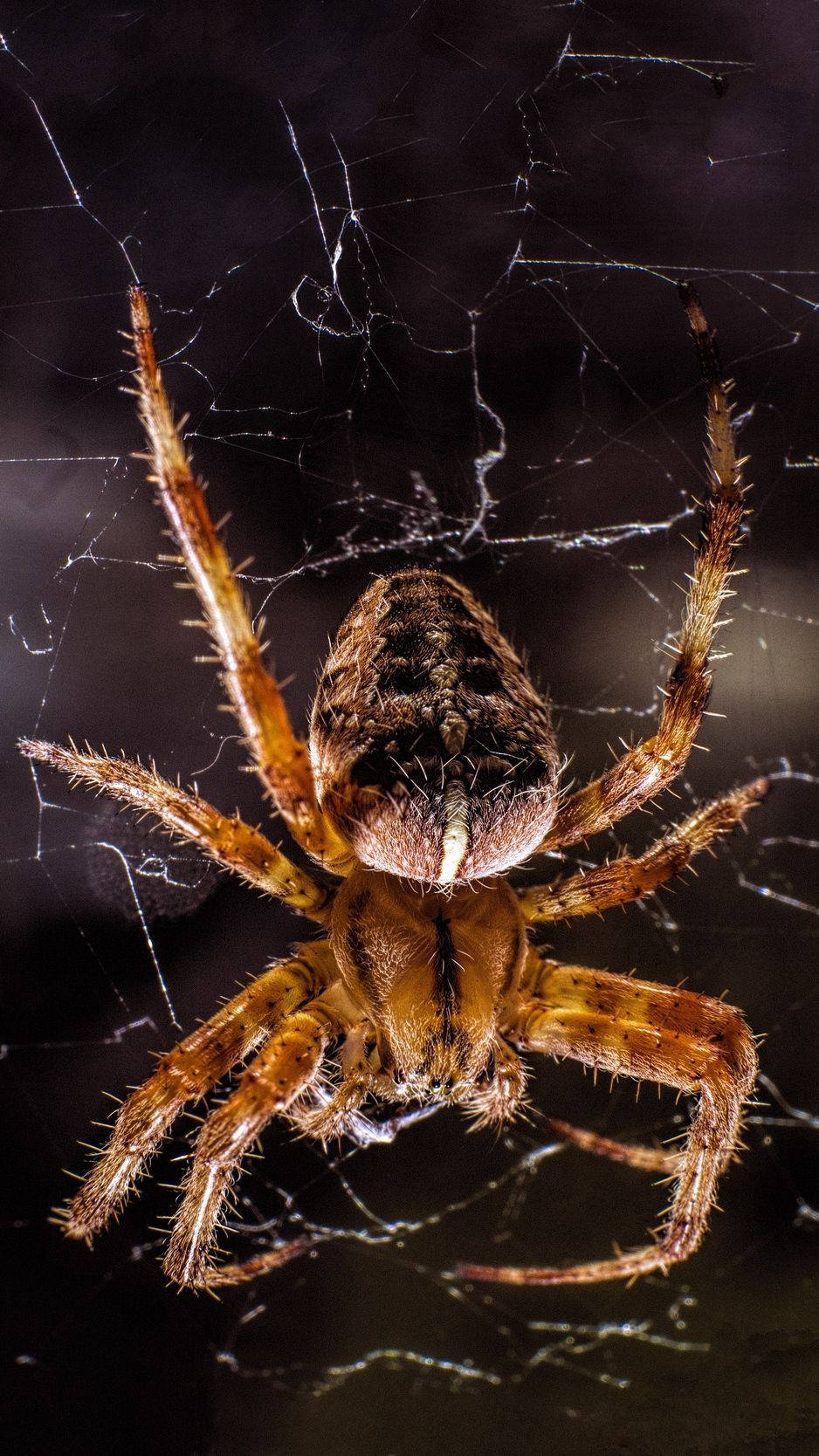 Spider Covered In Microscopic Hairs Background