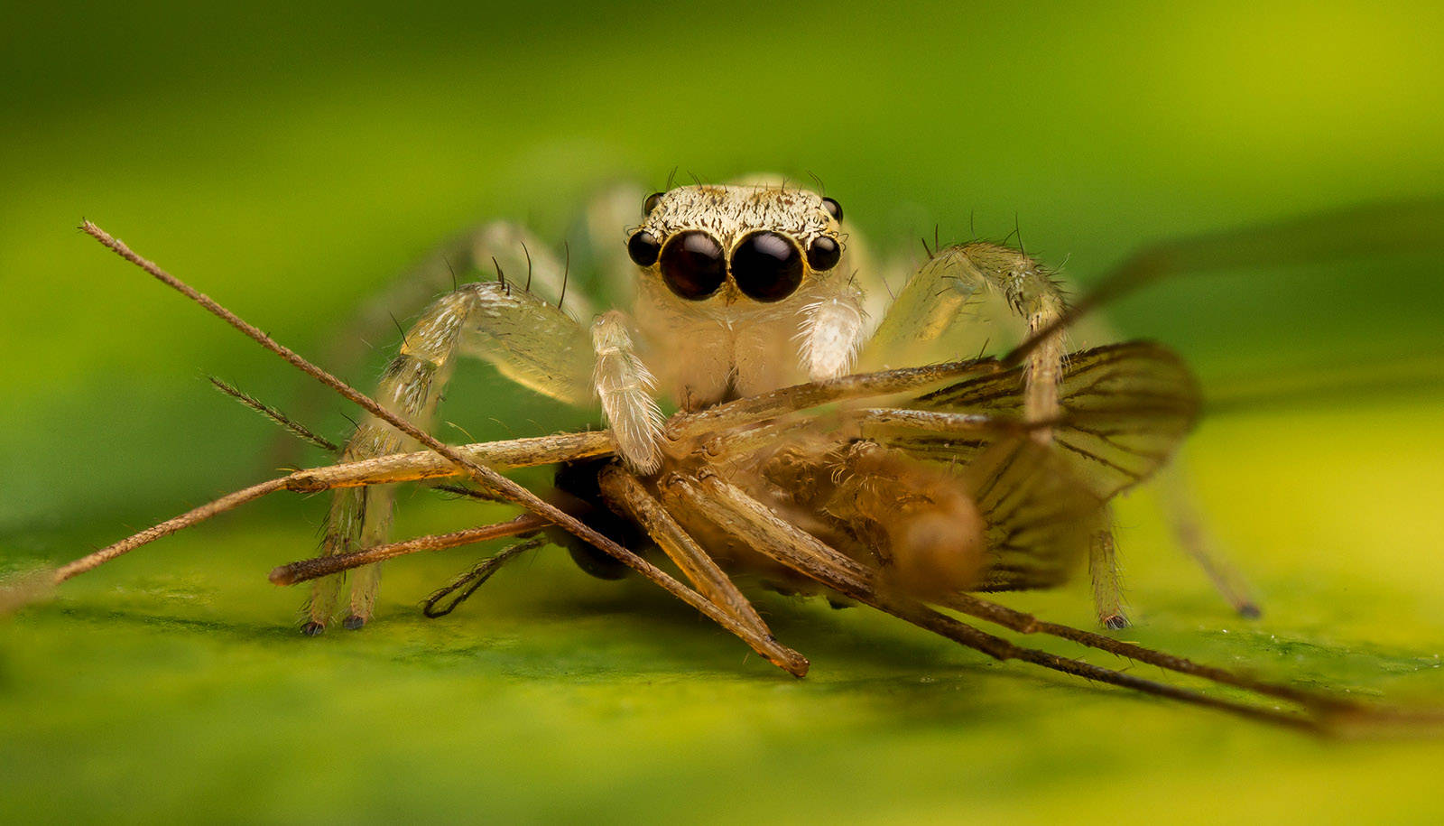 Spider Eating A Mosquito Background