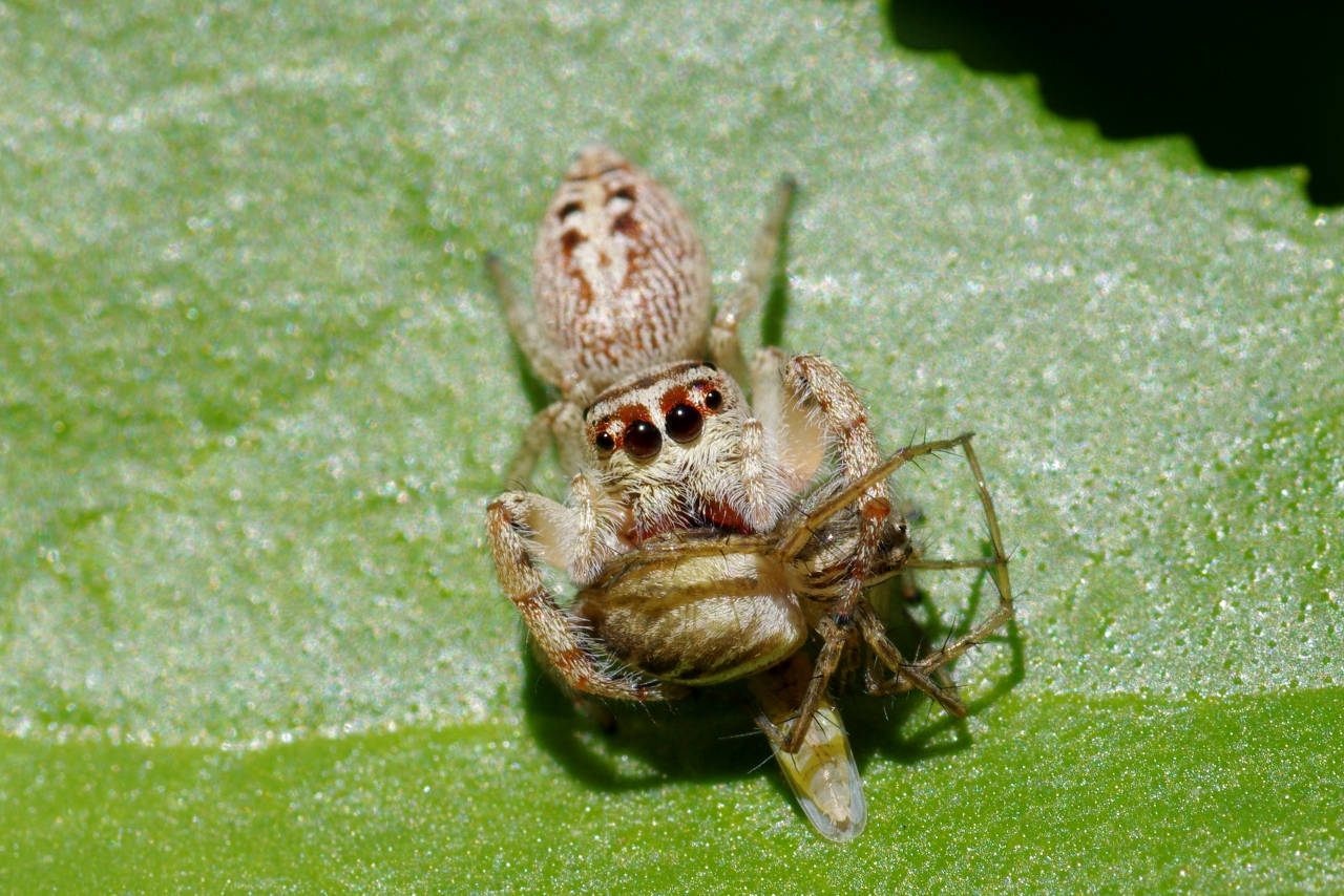Spider Eating A Spider Background