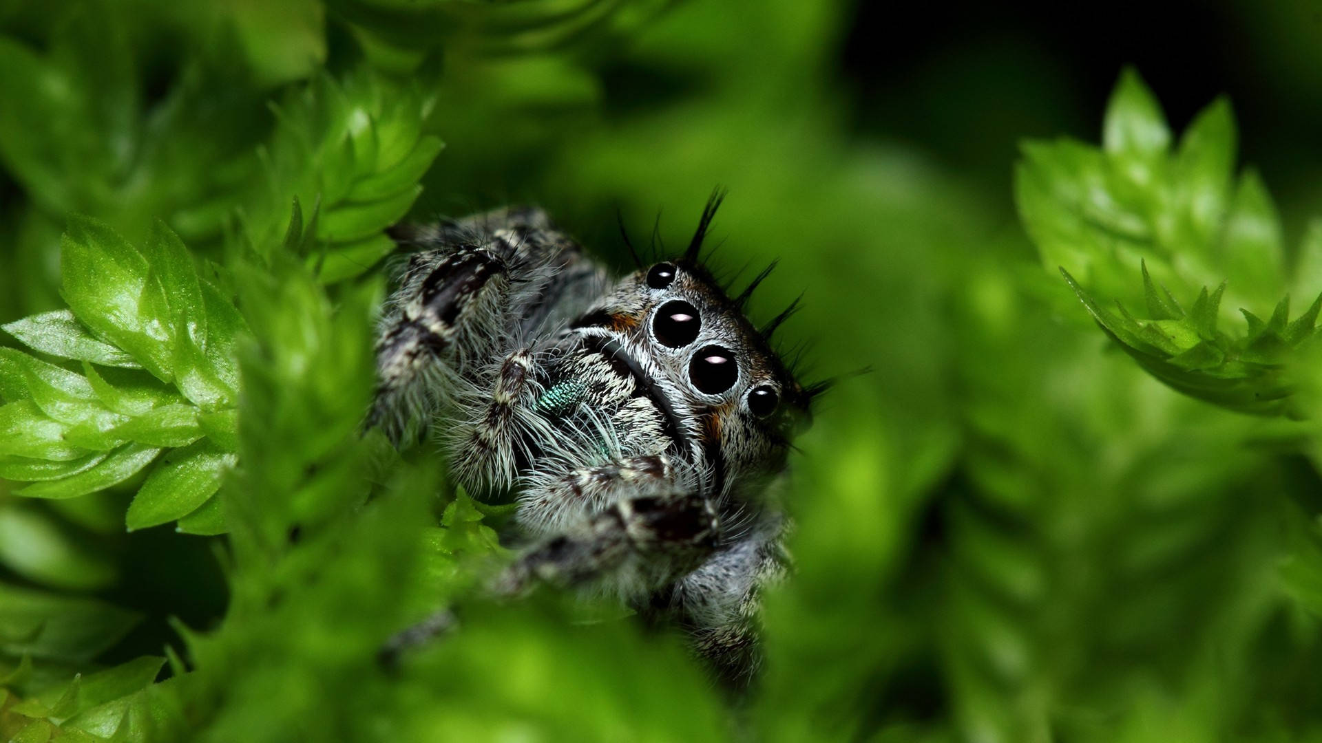 Spider Hiding On A Leaf Background