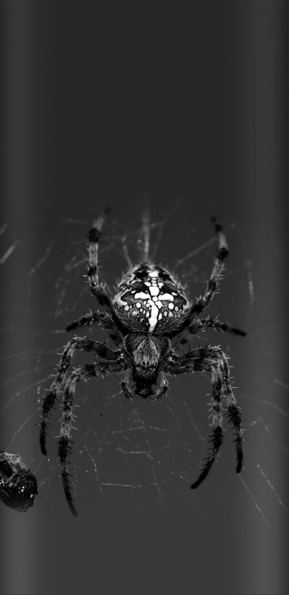 Spider In Greyscale Color Background