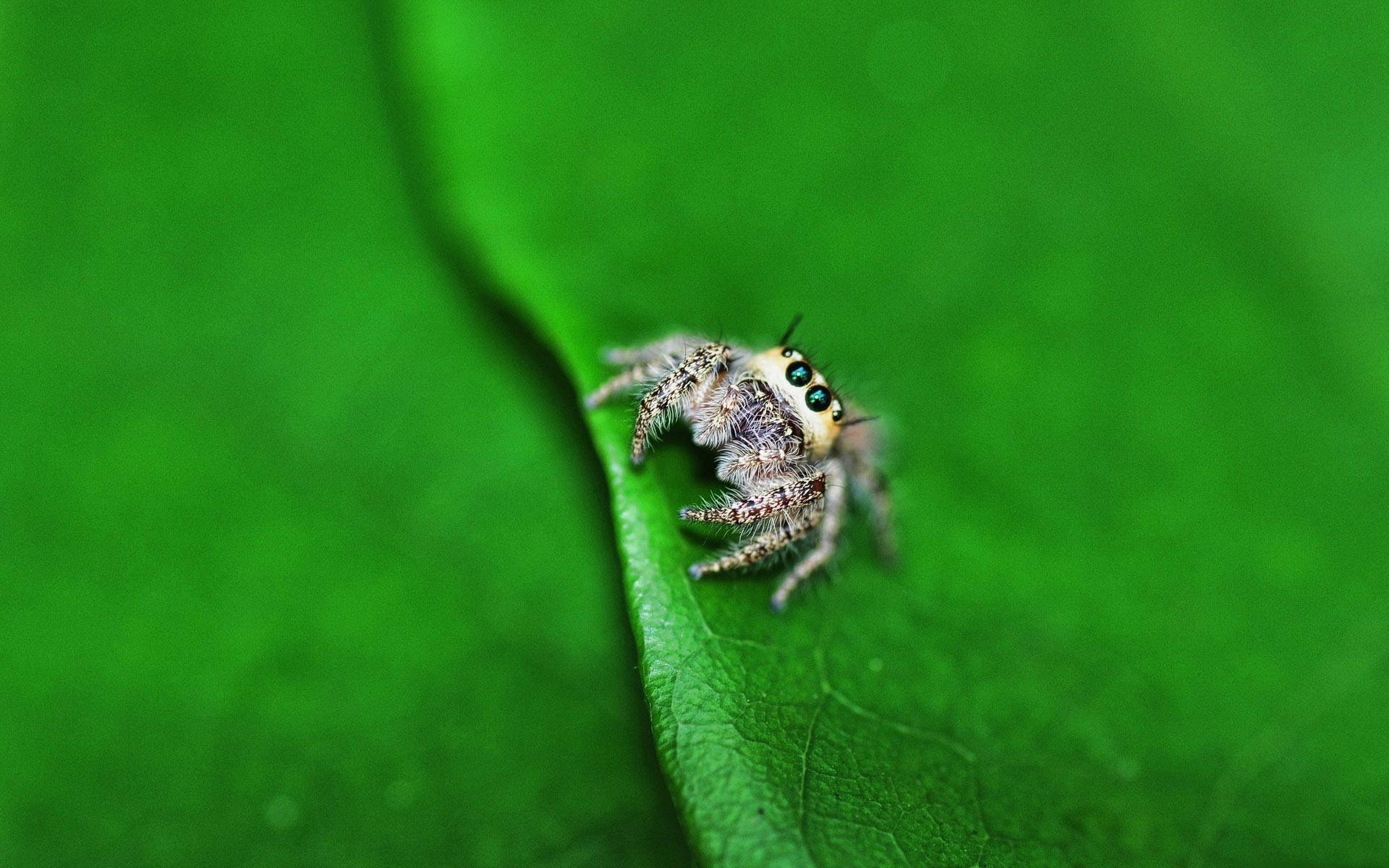 Spider On A Leaf Background