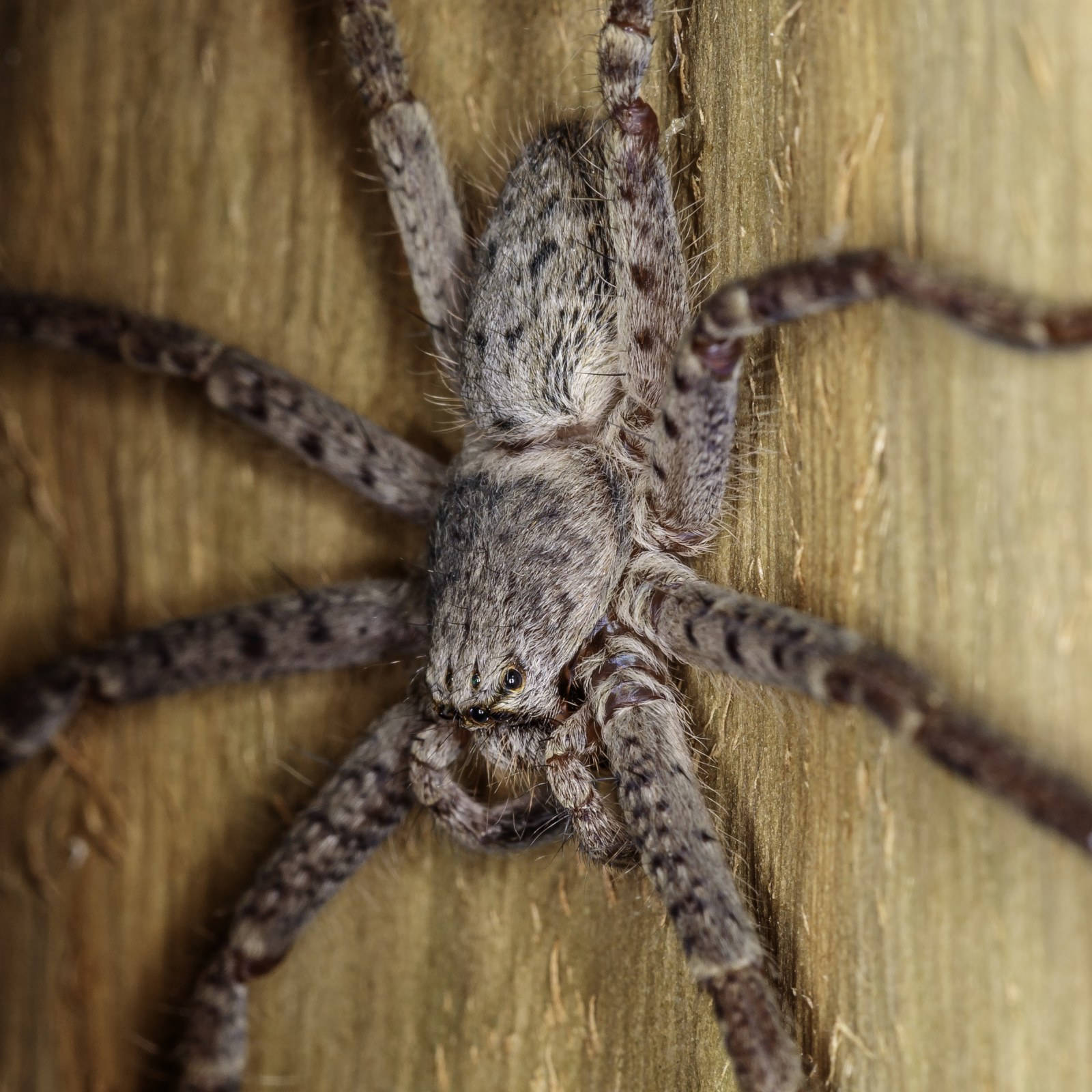 Spider On A Wooden Wall Background
