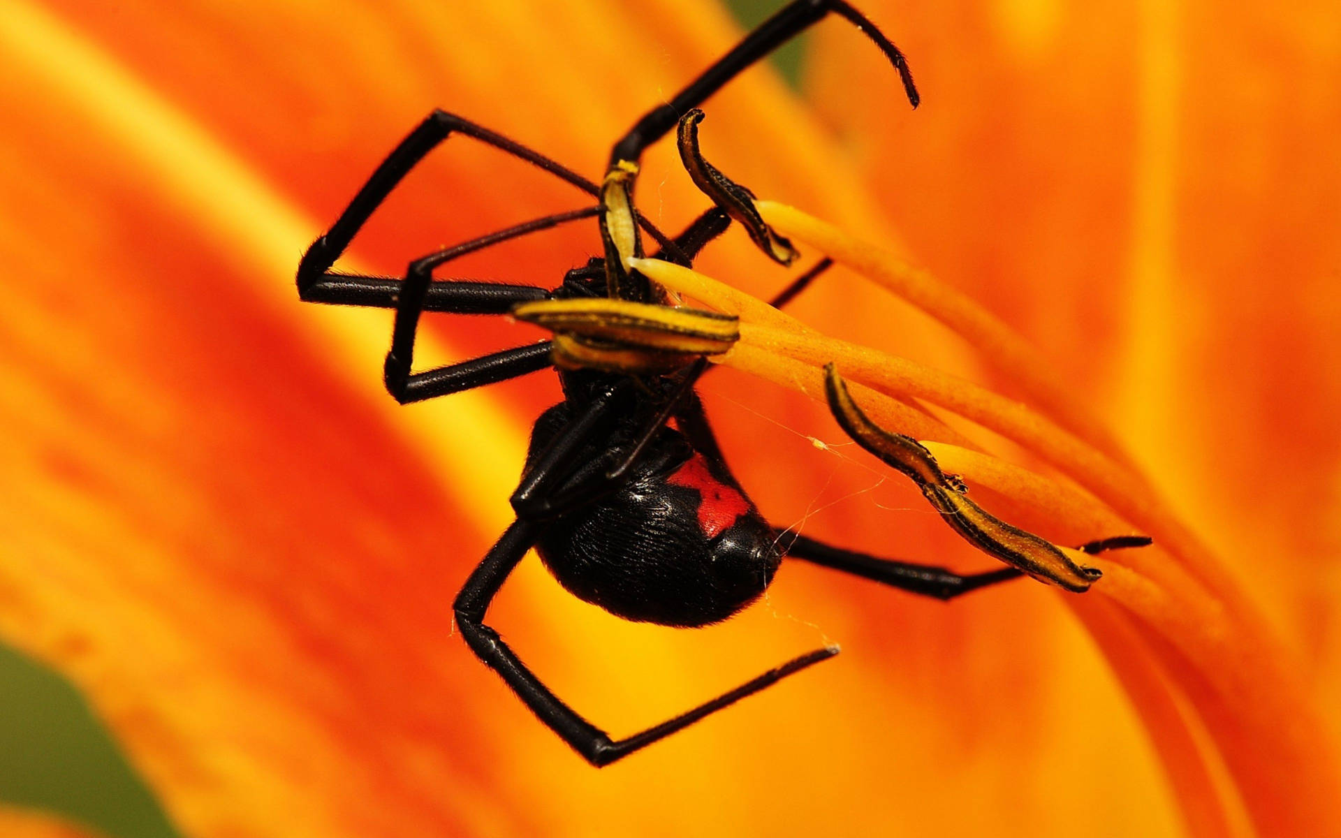 Spider On An Orange Flower Background