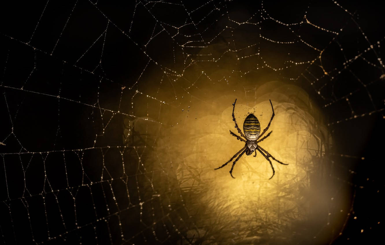 Spider On Glowing Yellow Web Background