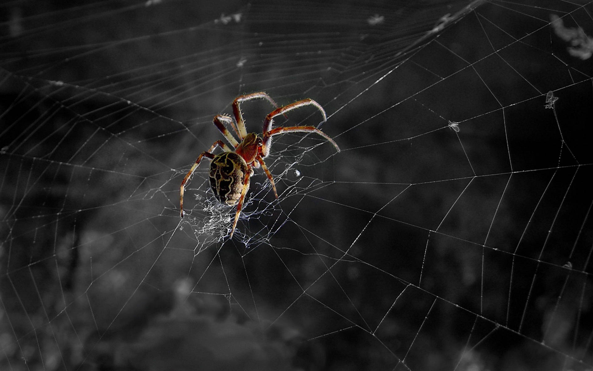 Spider Resting On Its Web Background