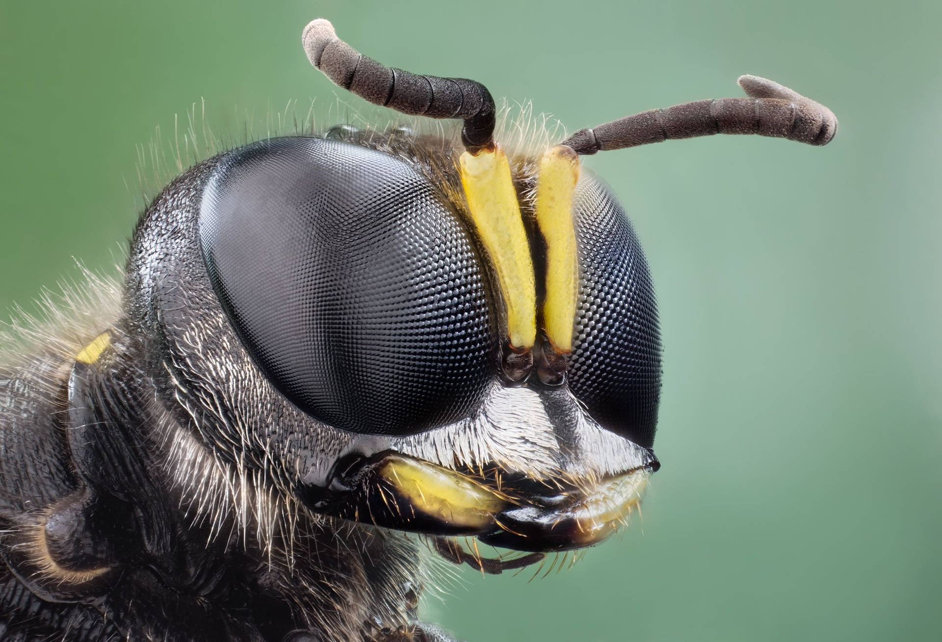 Spider Wasp Fly Background