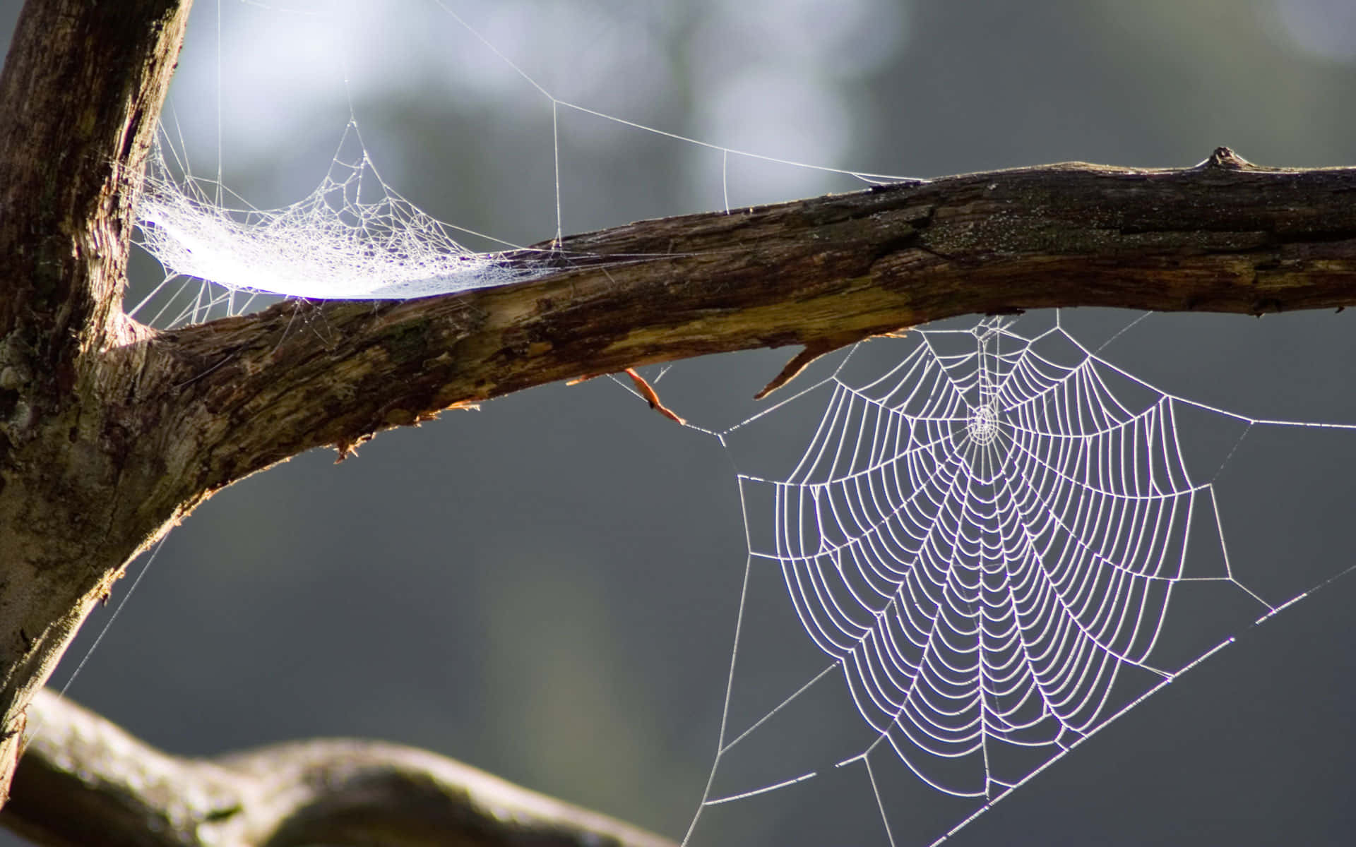 Spider Web Between Tree Branches Background