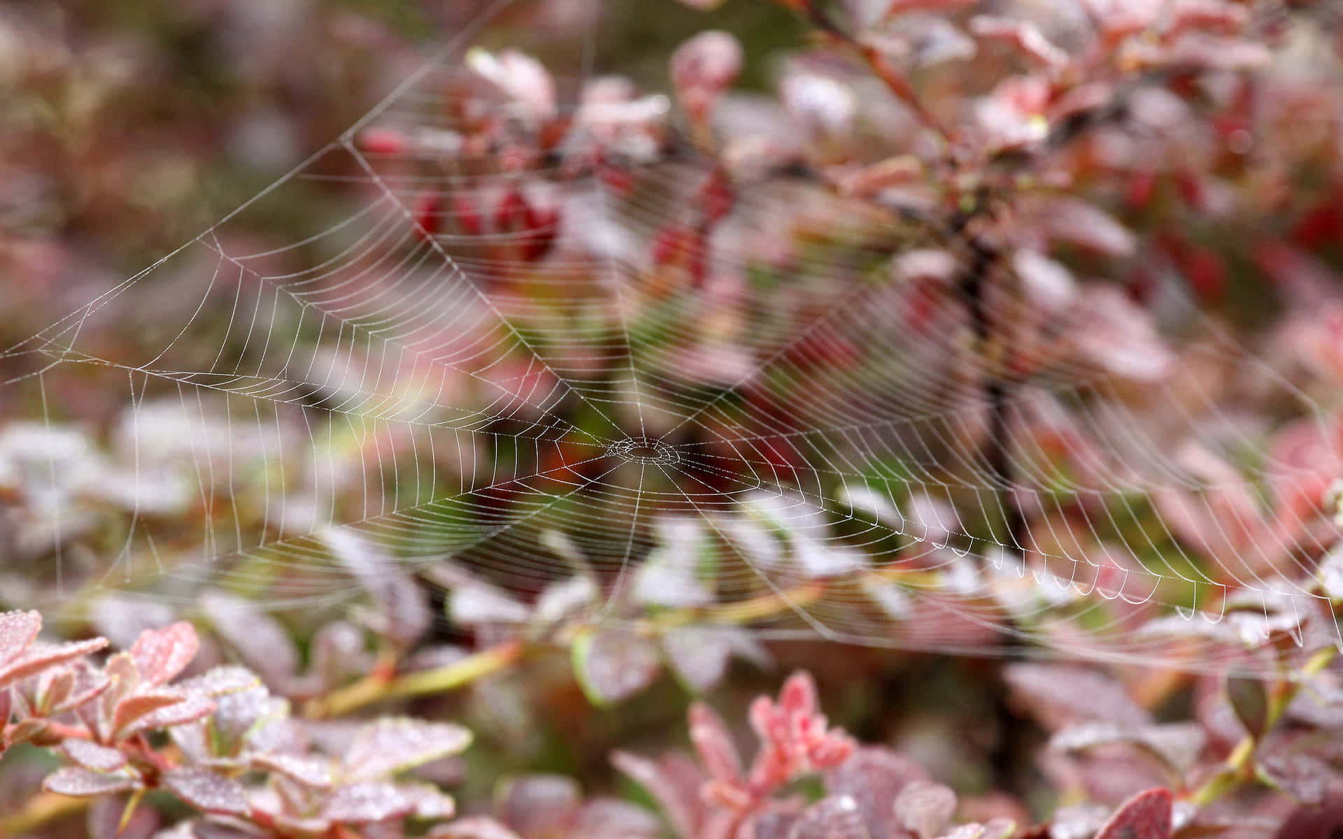 Spider Web Dew Frosted Plants.jpg Background