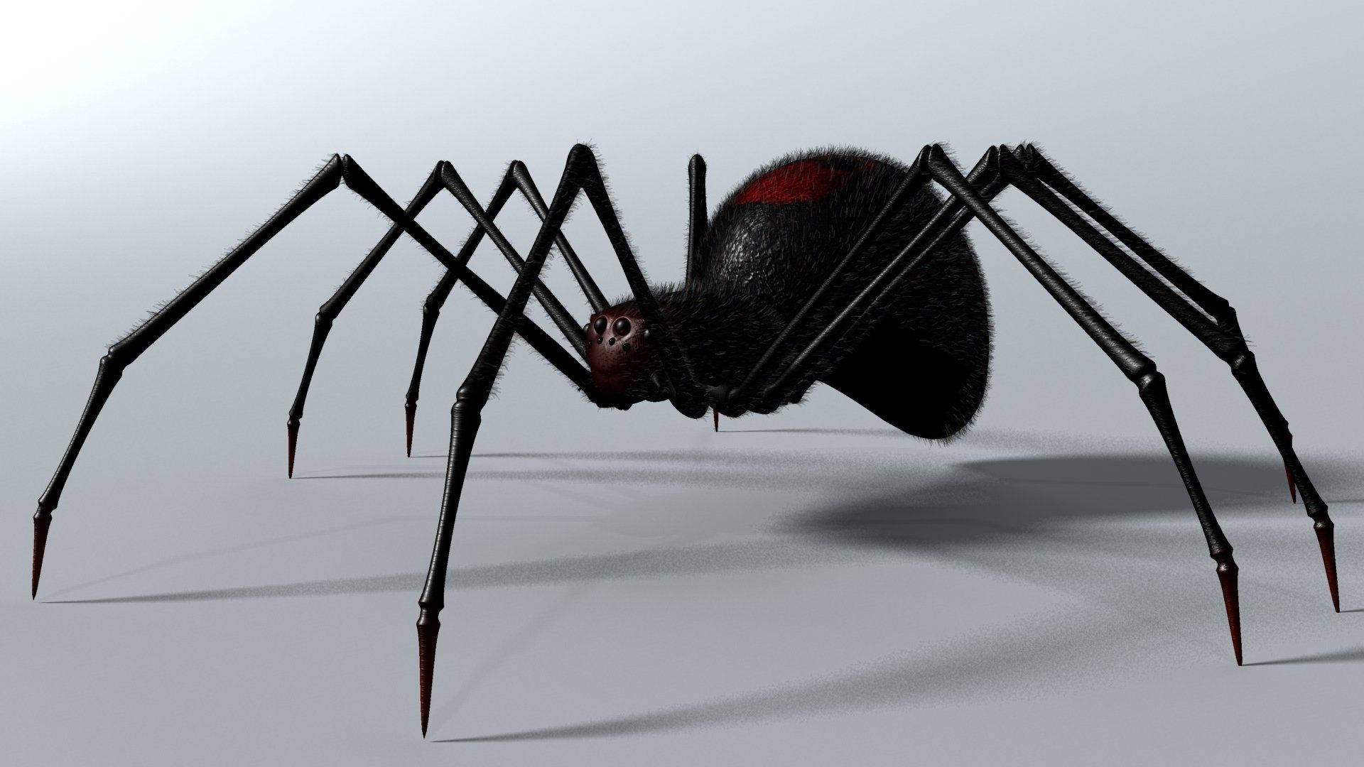 Spider With Black Hairy Body Background
