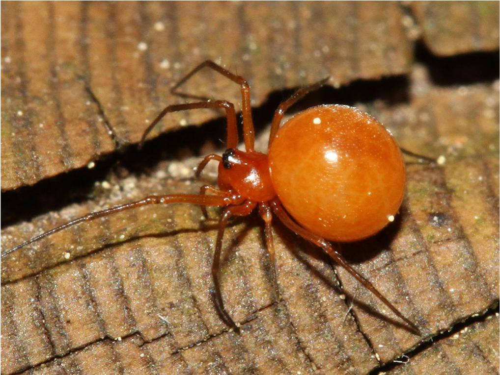 Spider With Bright Orange Body Background
