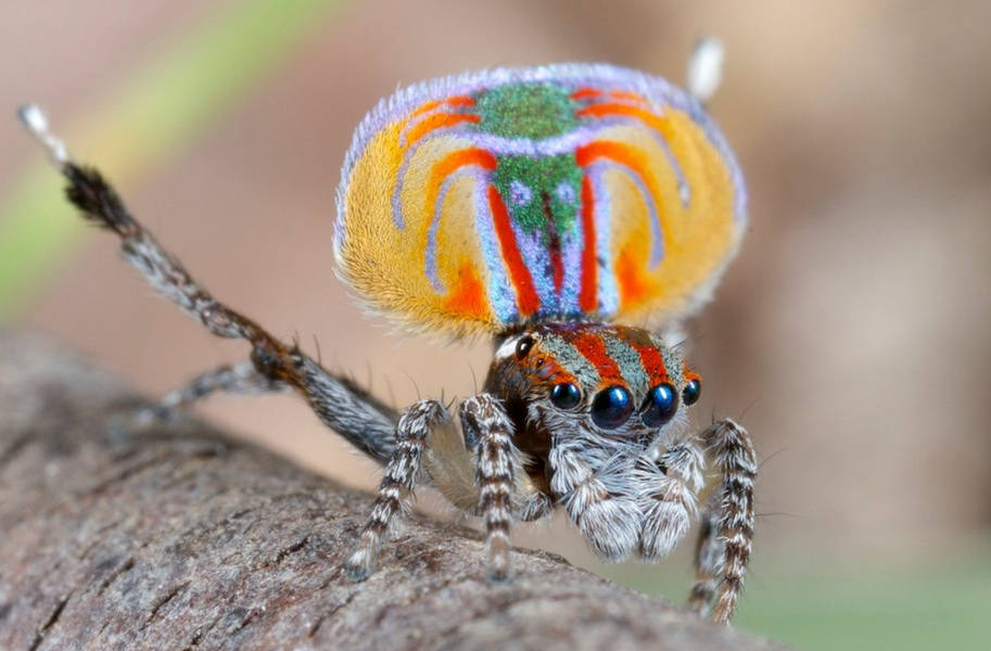 Spider With Colorful Body Background