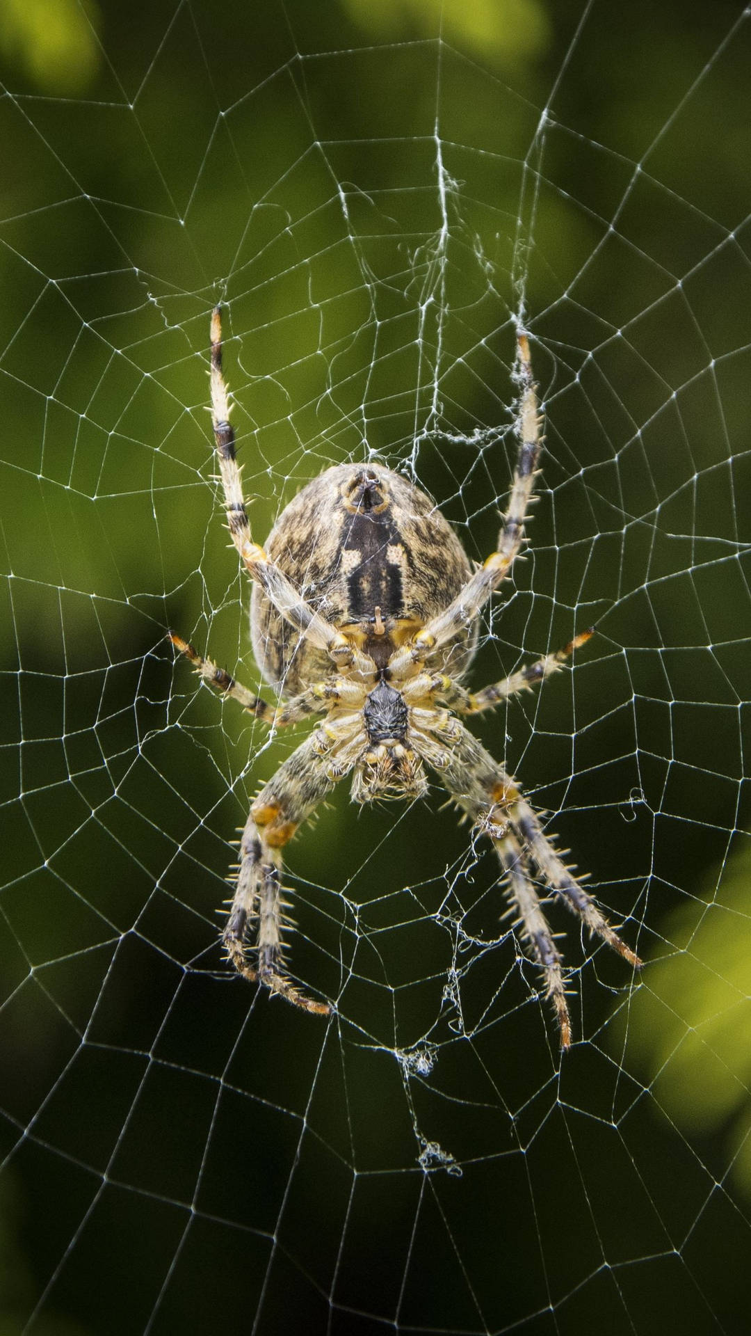 Spider With Intricate Web Background
