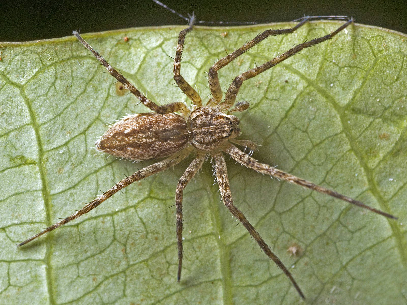 Spider With Light Brown Body Background