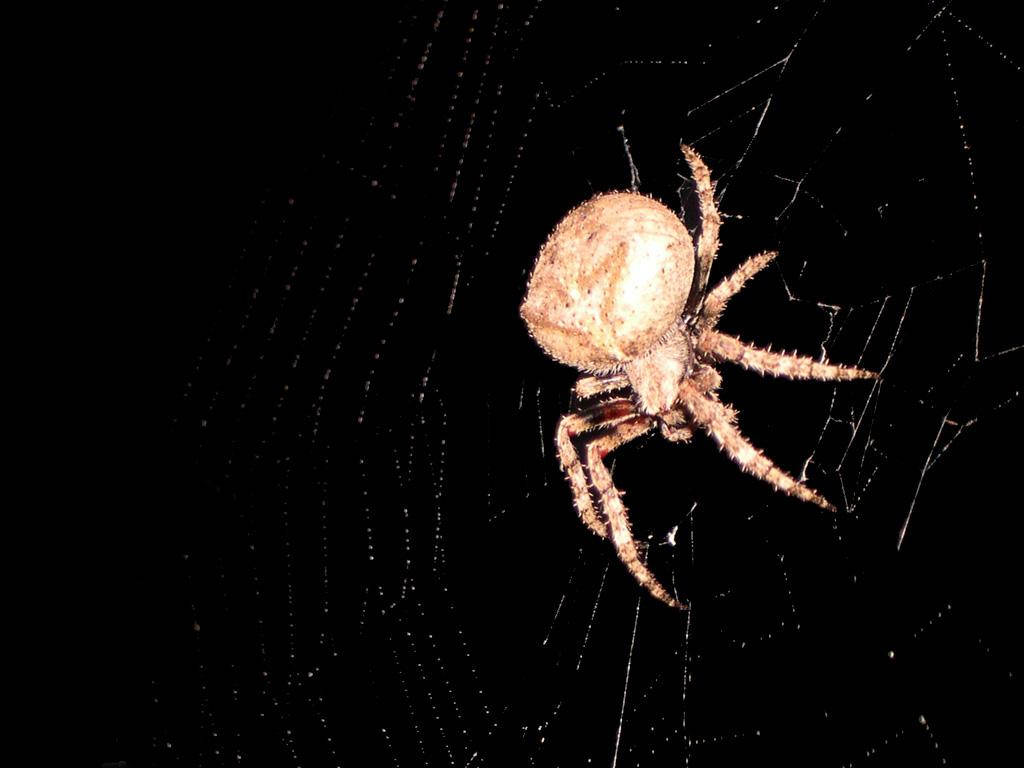 Spider With Light Cream Body Background