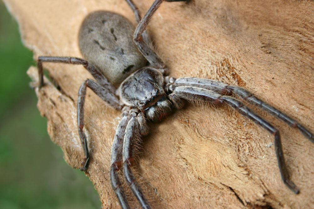 Spider With Light Grey Body Background