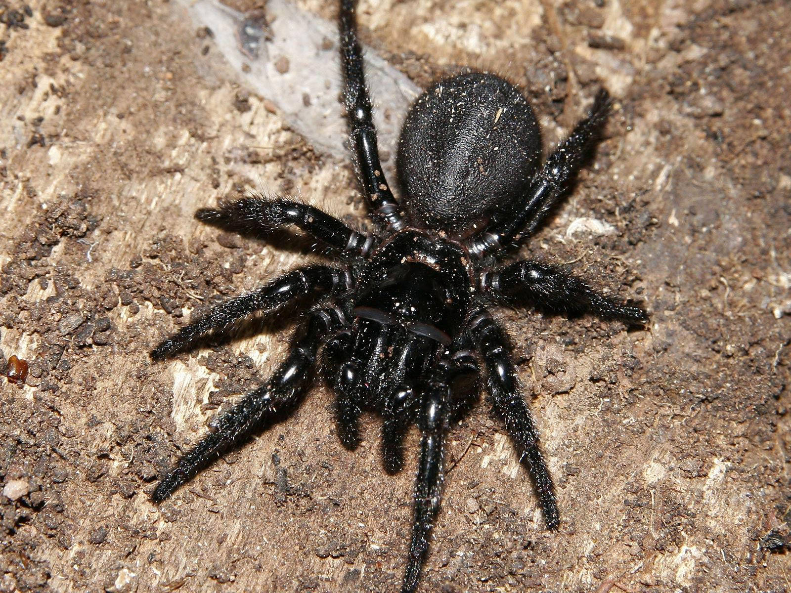 Spider With Pitch Black Body Background