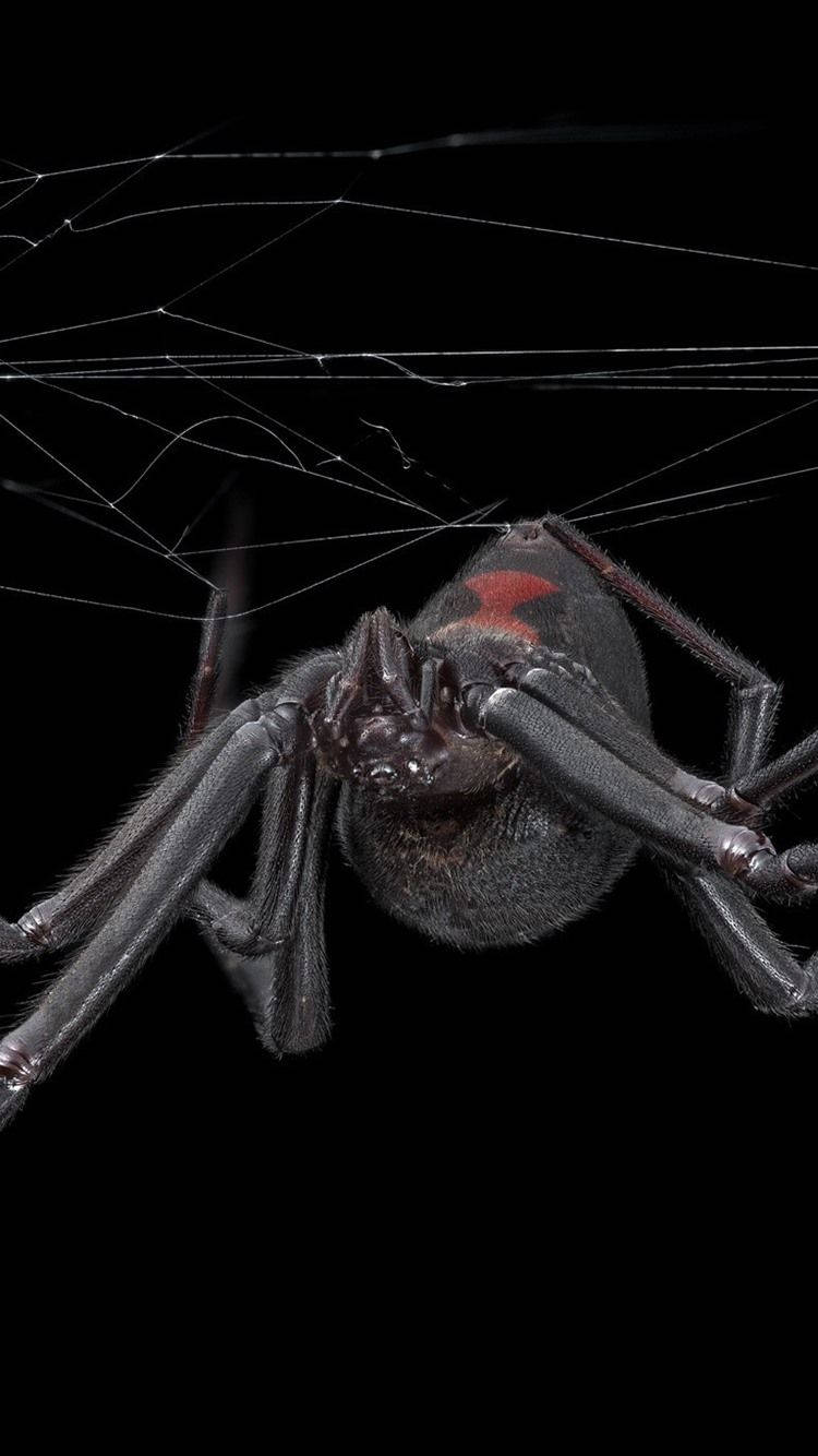 Spider With Red Hourglass Marking Background