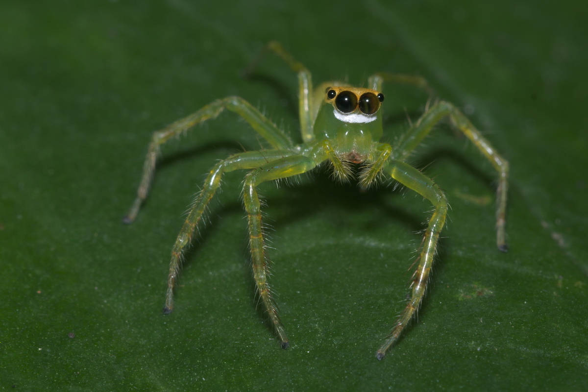 Spider With Translucent Green Body Background