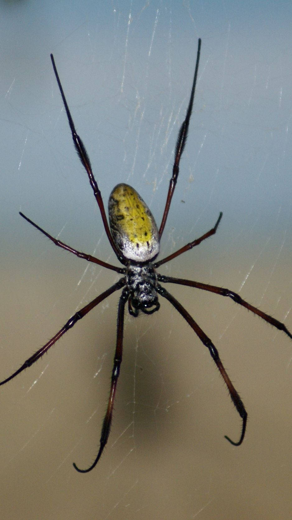 Spider With Yellow Elongated Body Background