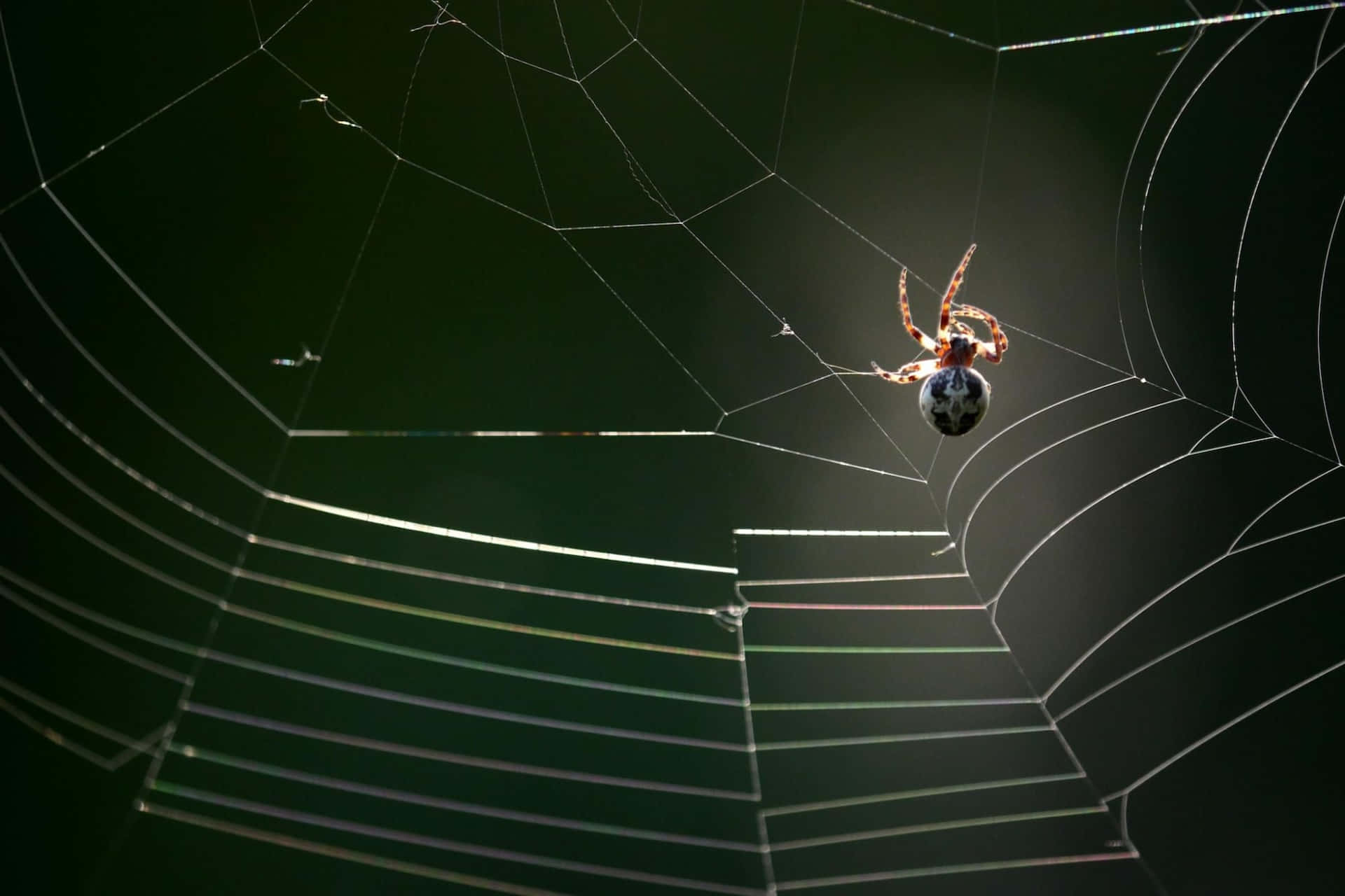 Spideron Web Silhouette Background