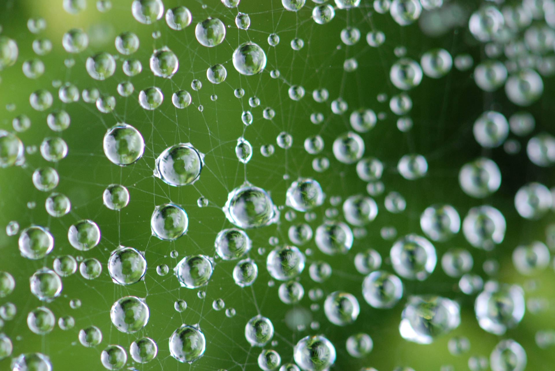 Spiderweb Water Droplet Background
