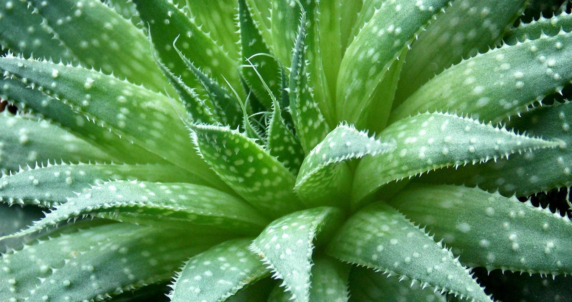 Spiky Aloe Vera Plant Pattern Background