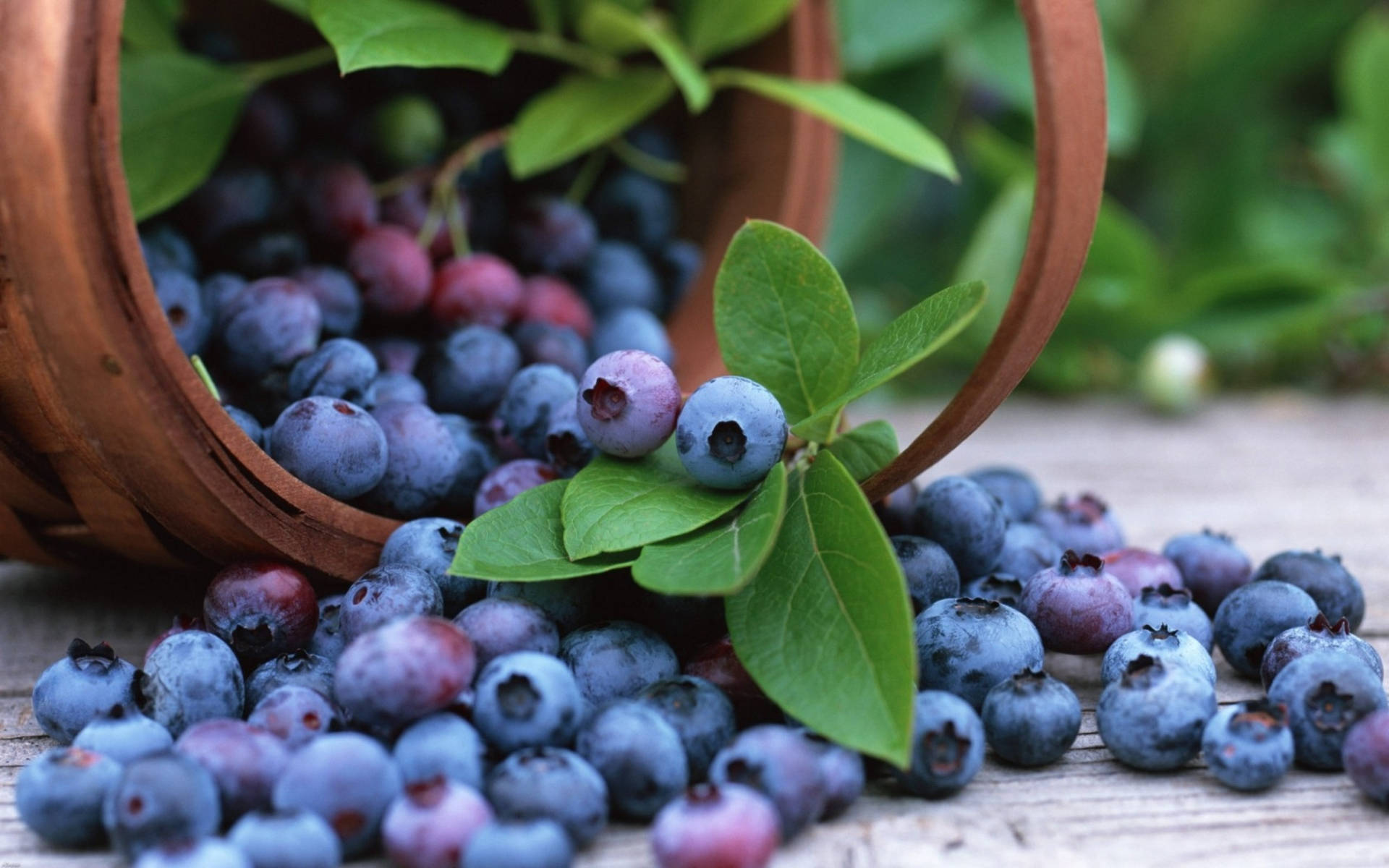 Spilled Basket Of Blueberries Background