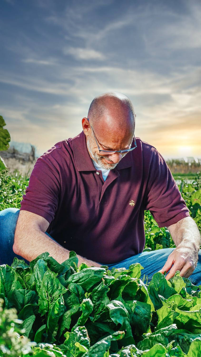 Spinach Checking Background