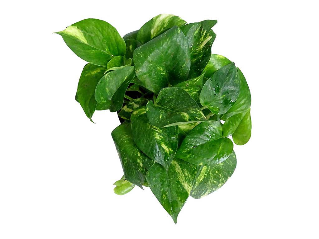 Spinach On White Background