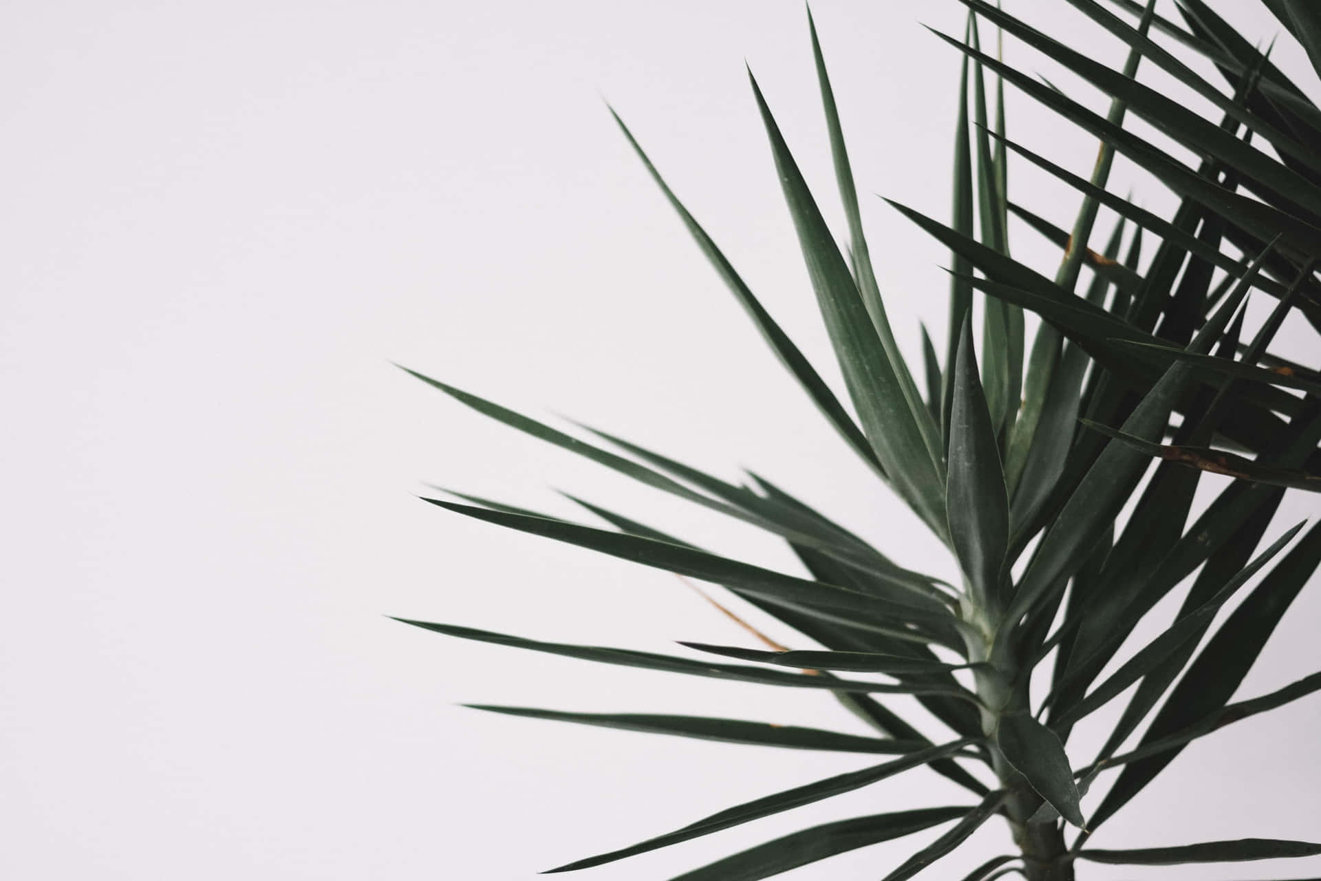Spineless Yucca Leaves Minimalist Plant Desktop Background