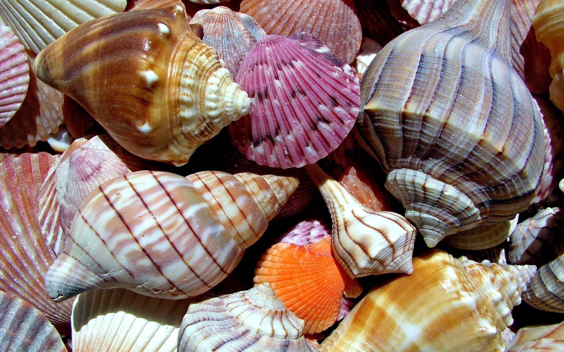 Spiral And Clamp Shells Background