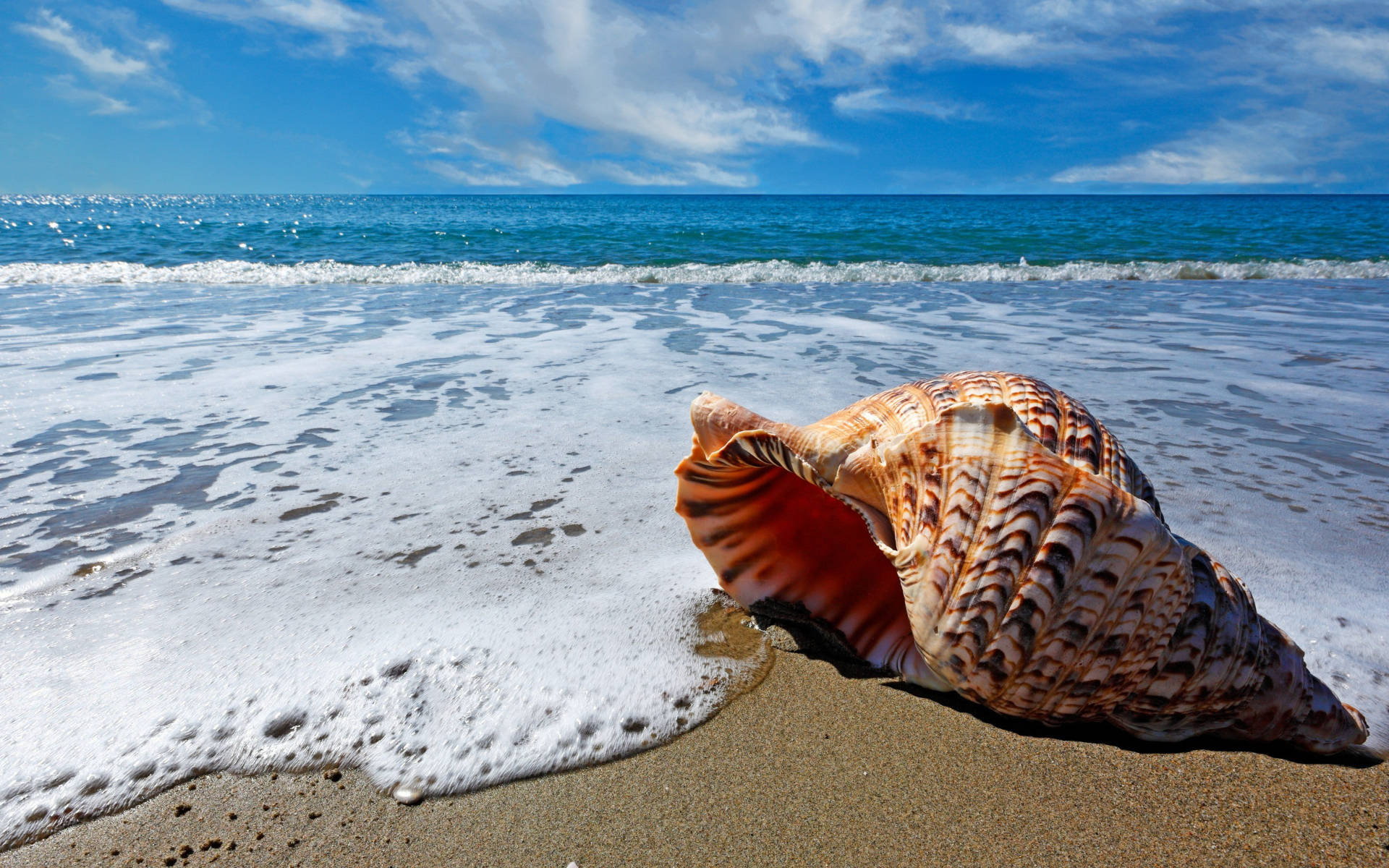 Spiral Shell In Beach Shore Background