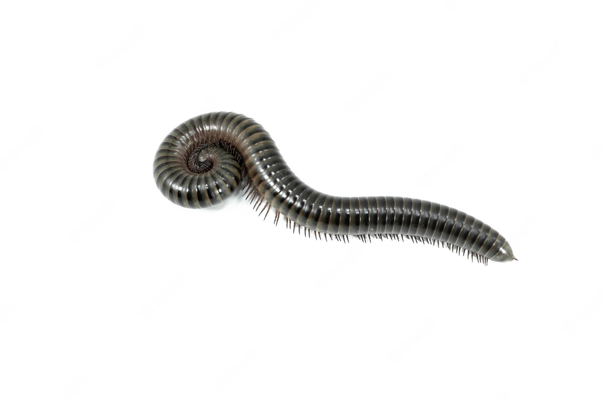 Spiraling Image Of A Black Spirostreptus Millipede Background