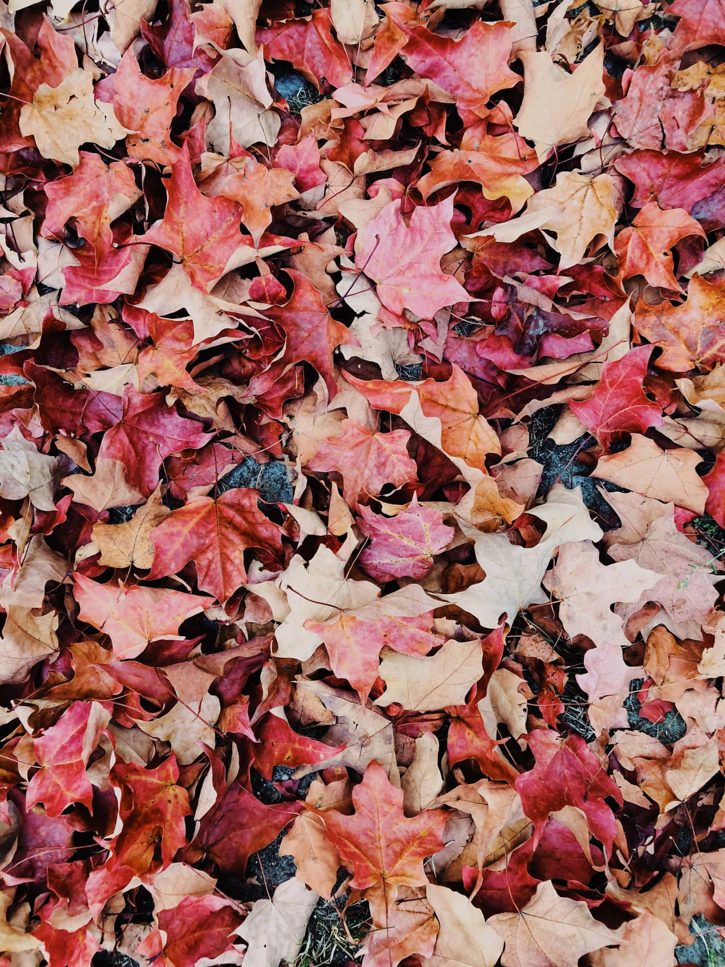 Splashes Of Pink Punctuate This Scenic Fall Landscape.