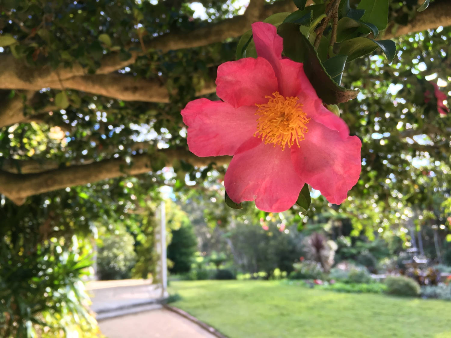 Splendid Bloom Of Camellia Sasanqua Background
