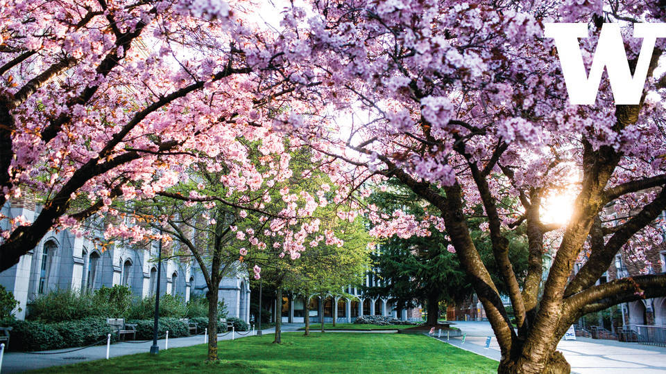 Splendid Cherry Blossoms At University Of Washington Background